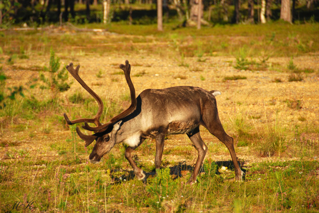 Renifer - Rovaniemi - Finlandia