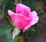 roze