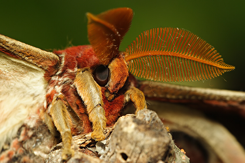 Attacus atlas