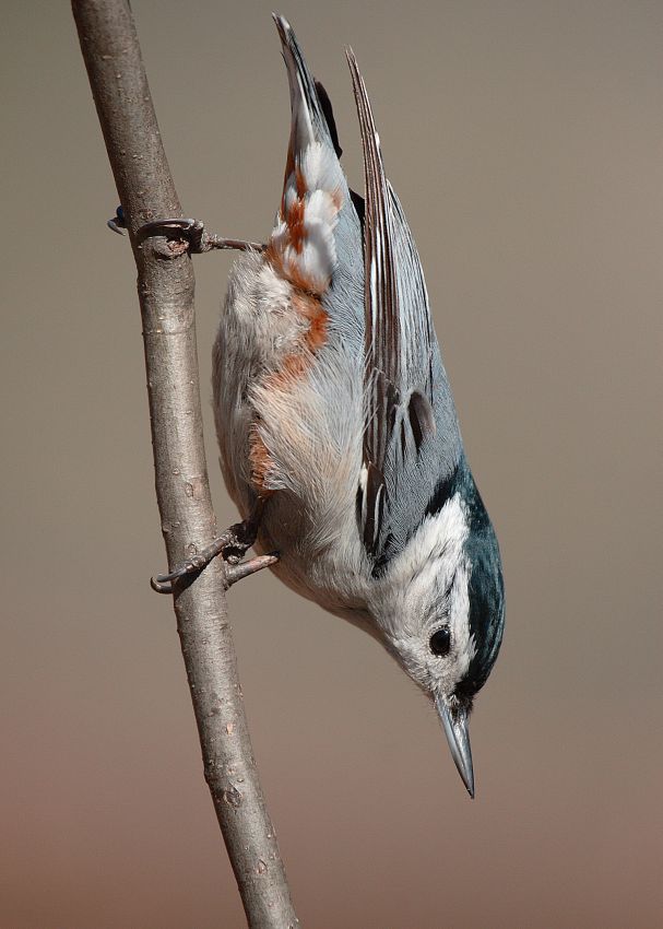 White-breasted Nuthatch