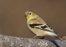 American Goldfinch