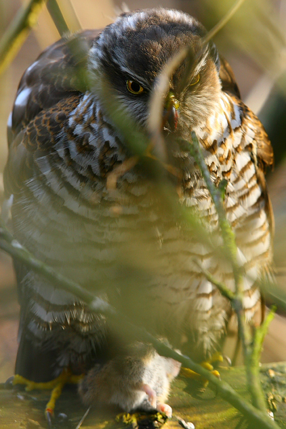 Krogulec  Accipiter nisus