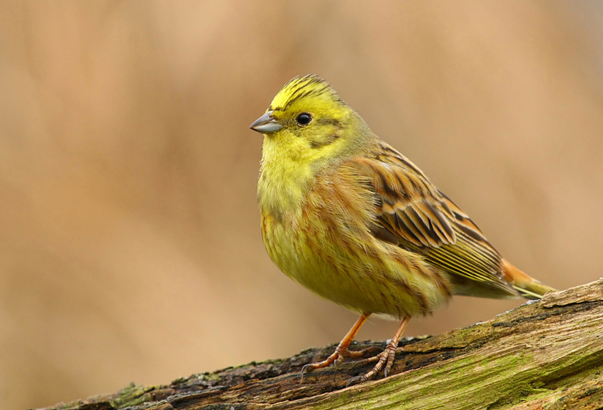 Trznadel Emberiza citrinella