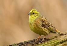 Trznadel Emberiza citrinella