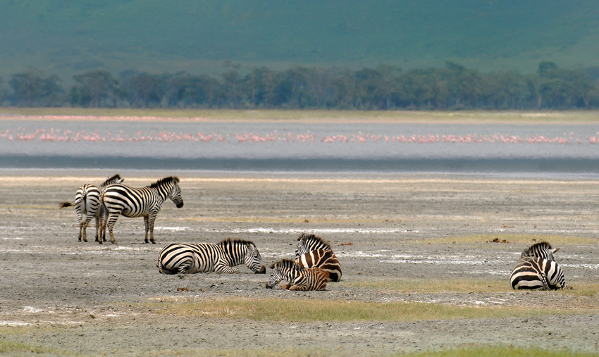 Ngorongoro