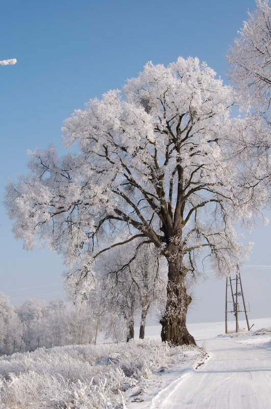 lato czy zima, na straży lipa