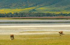 Ngorongoro