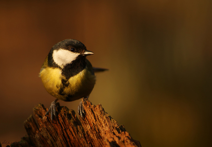 Sikora bogatka parus major