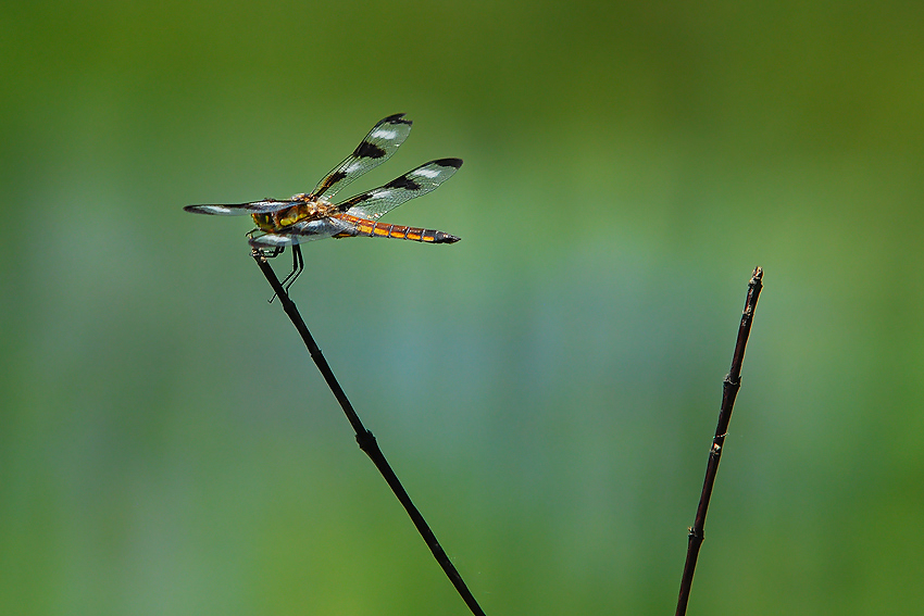 odonata estetica...