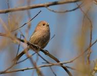 Parrotbill