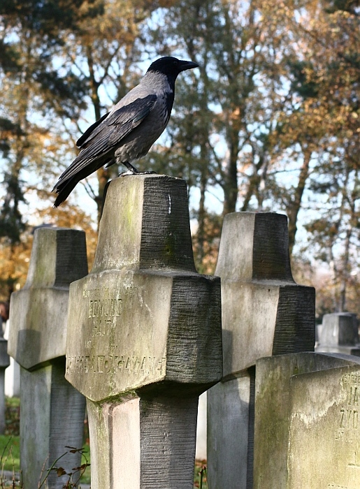 rozdziobią nas kruki, wrony ....