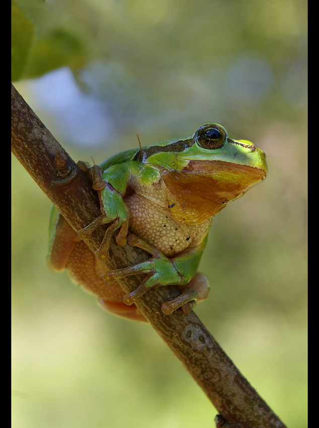 Hyla arborea