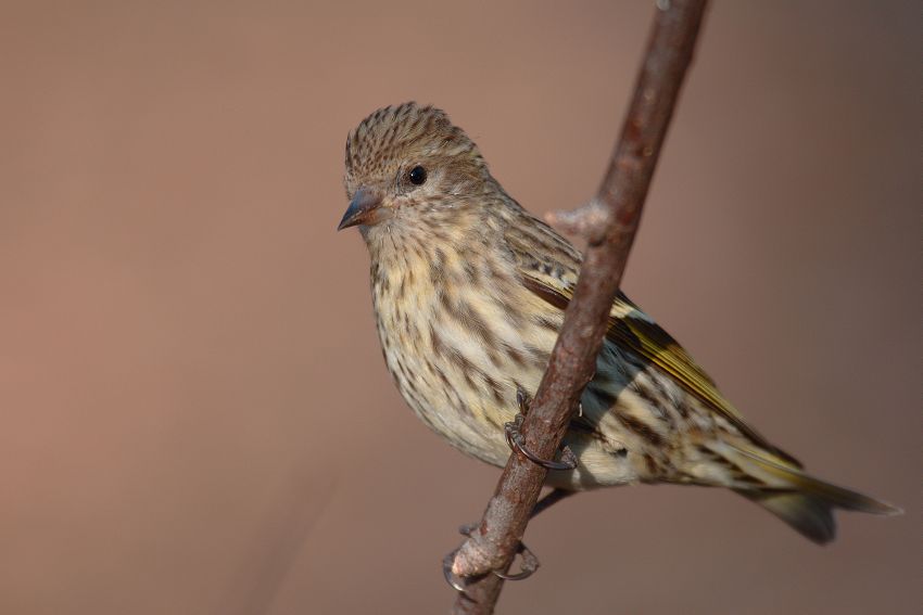 Pine Siskin