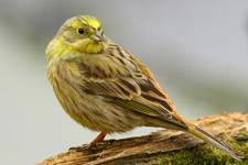 Trznadel Emberiza citrinella