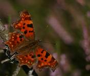 Polygonia c-album