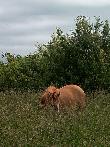 mały konik w wysokiej trawie