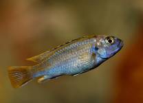 melanochromis johannii