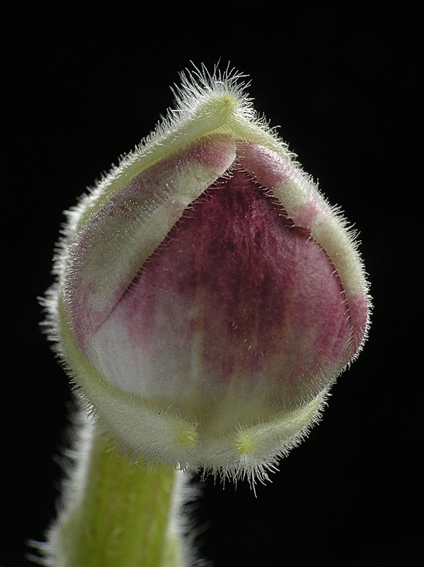 Paphiopedilum vietnamense