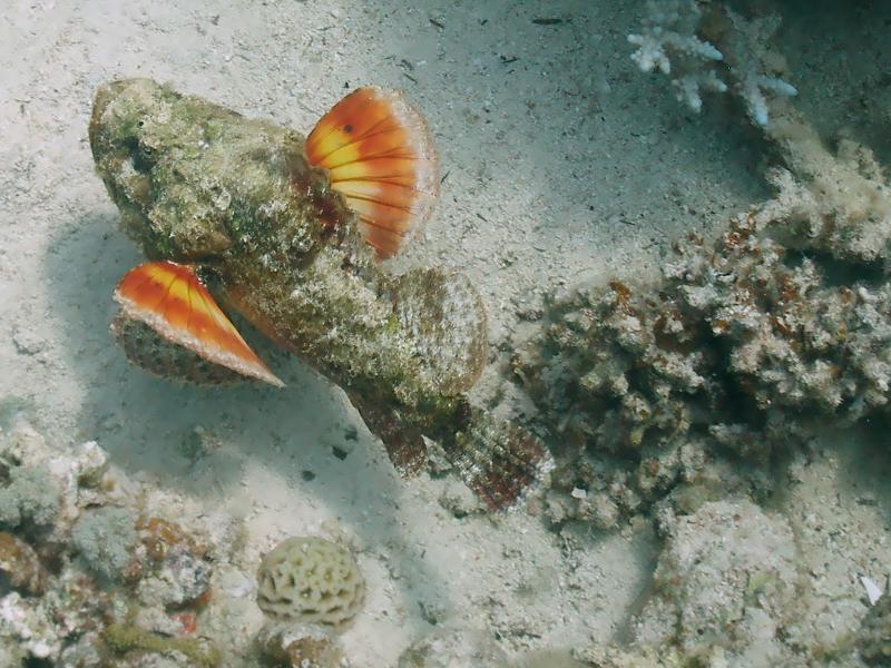 scorpionfish