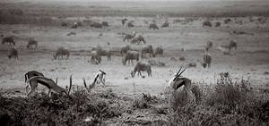 Kenijska sawanna w Amboseli Park.