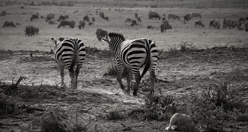 Kenijska sawanna w Amboseli Park.