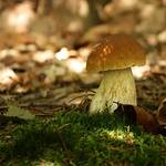 Borowik szlachetny (Boletus edulis)