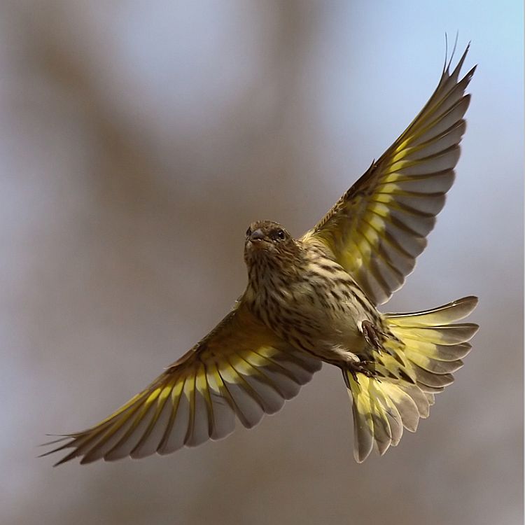 Pine Siskin