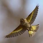 Pine Siskin