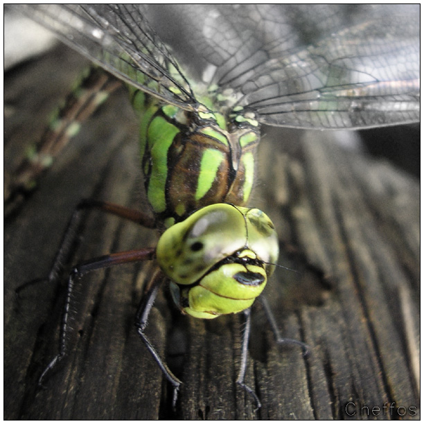 aeschna viridis