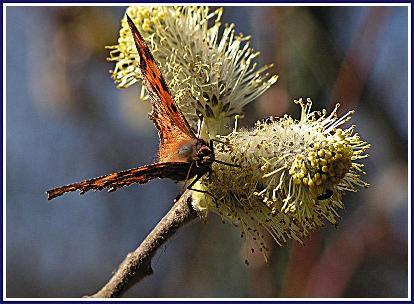 Motyl