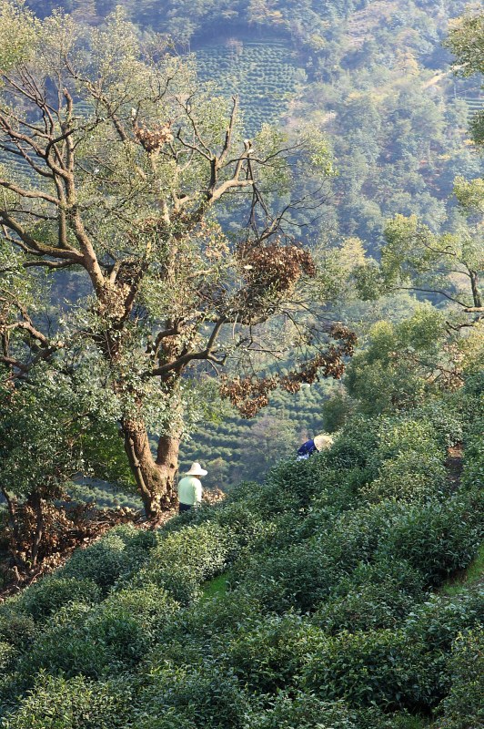 Wiosna wokół Hangzhou