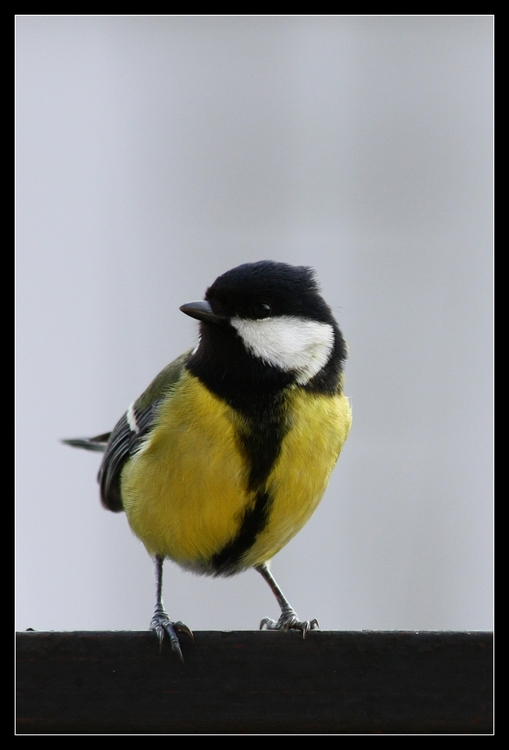 Parus major- portrecik.