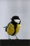 Parus major- portrecik.