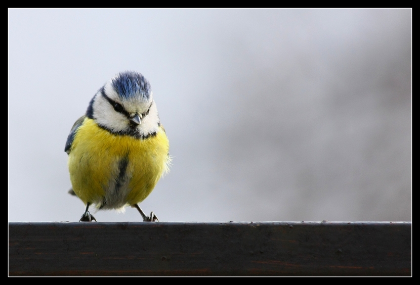 Parus caeruleus.