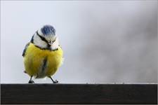 Parus caeruleus.