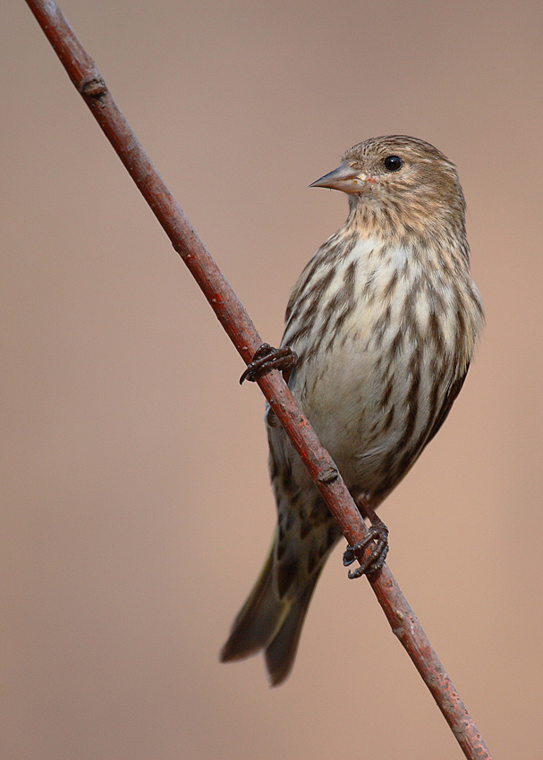 Pine Siskin