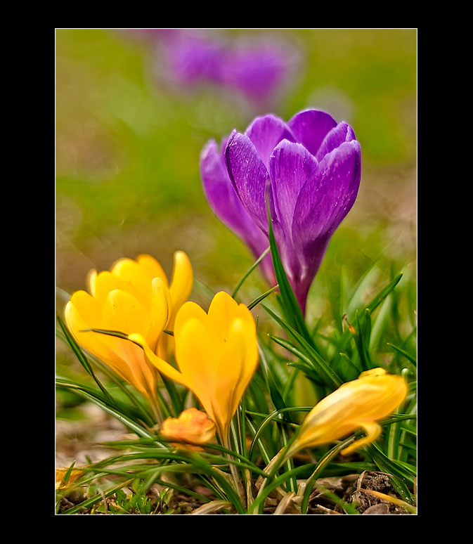 crocus