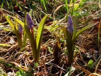 Scilla bifolia (cebulica dwulistna)