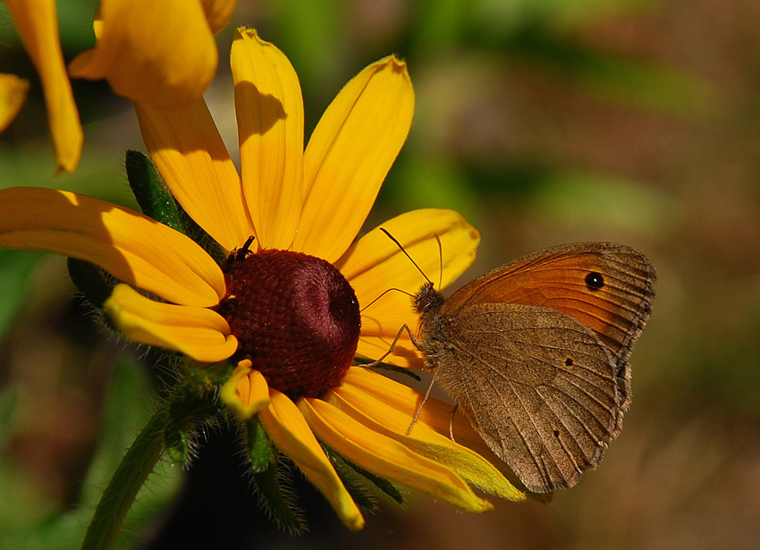 motyl