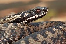 Vipera