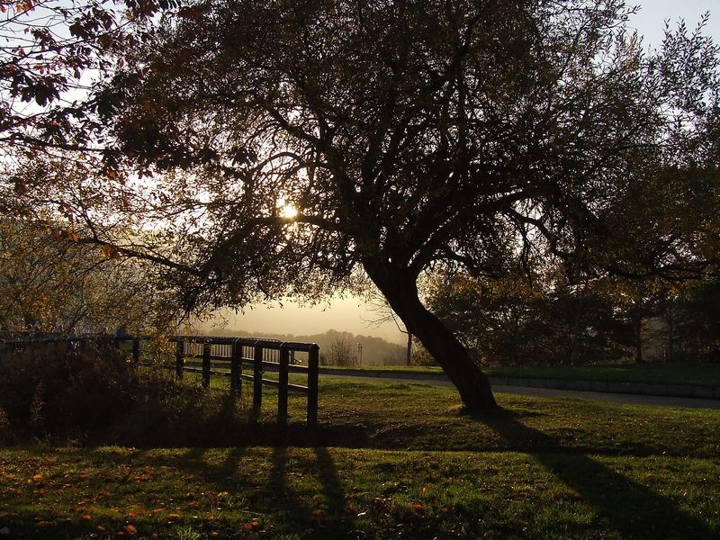 Llangollen Walia