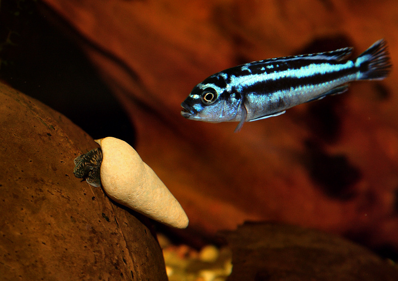 melanochromis cyaneorhabdos vs tylomelania chocolate poso