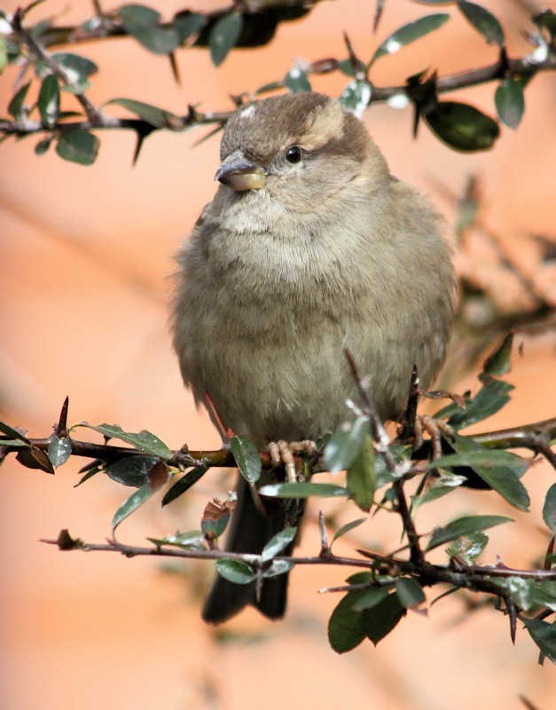 Passer domesticus