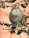 Passer domesticus