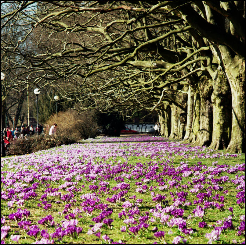 Krokus aka (łac.) Crocus scepusiensis