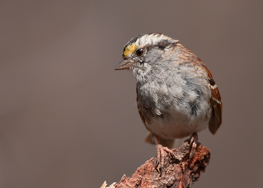 White-Throated Sparrow