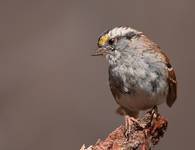 White-Throated Sparrow