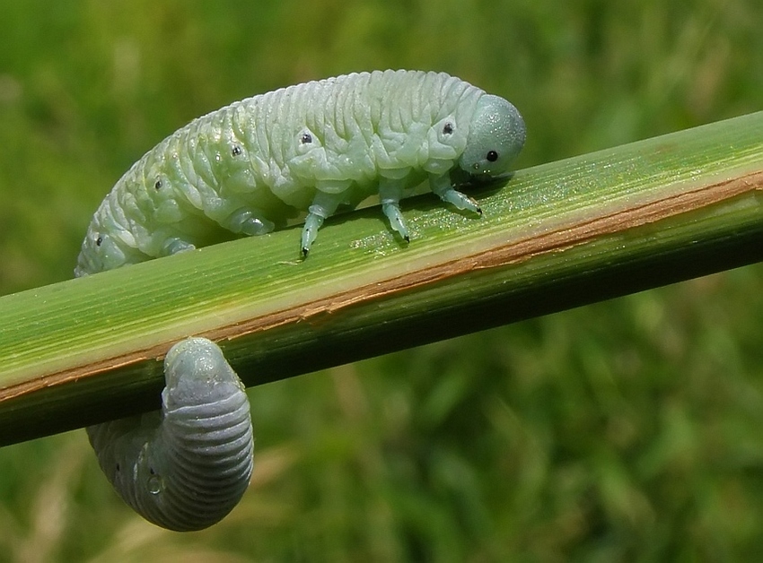 Gąsienica