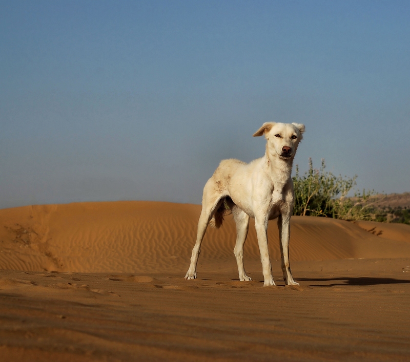 desert dog