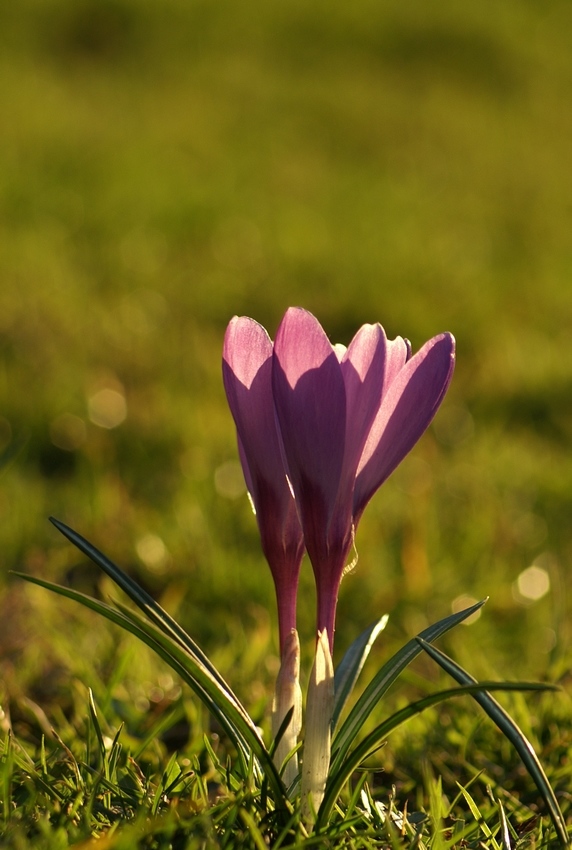 Krokus